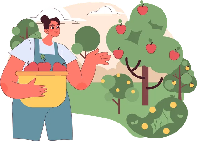 Mujer agricultora recogiendo manzanas de la granja  Ilustración