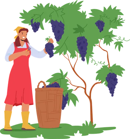 Mujer cosechando uvas en un viñedo  Ilustración