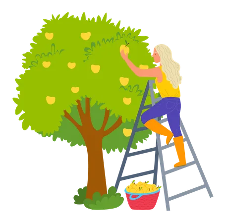 La mujer está arrancando fruta del árbol  Ilustración