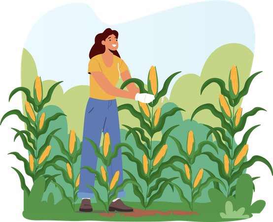 Mujer campesina con guantes cosechando maíz en el campo  Ilustración