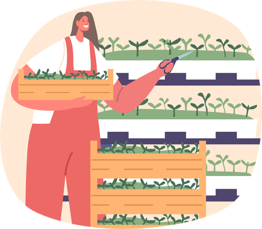 Una granjera cuida cuidadosamente los estantes de vibrantes microvegetales  Ilustración