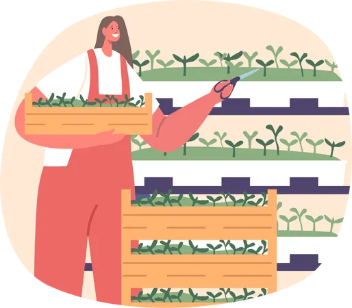 Una granjera cuida cuidadosamente los estantes de vibrantes microvegetales  Ilustración