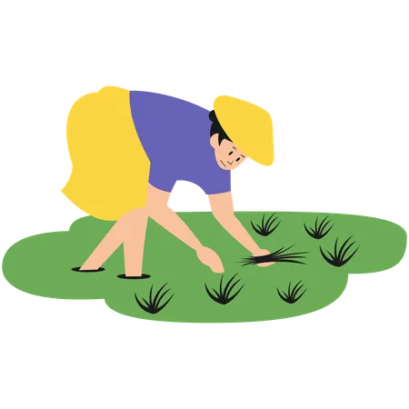 Mujer plantando arroz  Ilustración