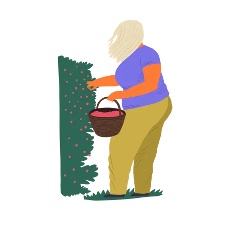 Mujer recogiendo bayas en un cubo  Ilustración