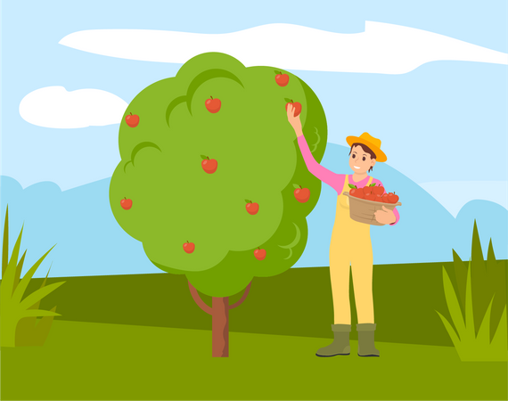 Mujer recogiendo manzanas del árbol  Ilustración