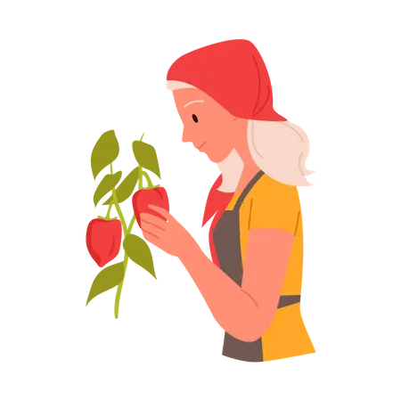 Agricultora colhendo frutas  Ilustração