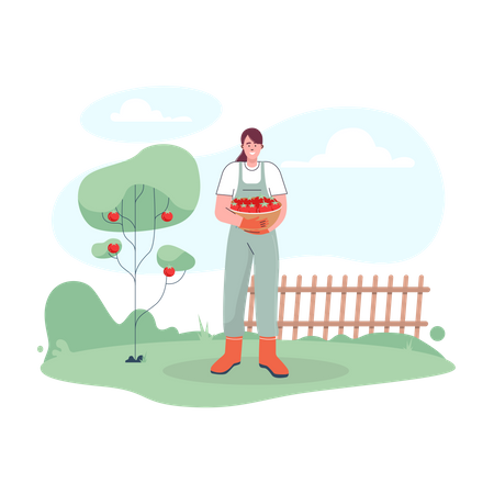 Agricultora colhendo maçãs frescas  Ilustração