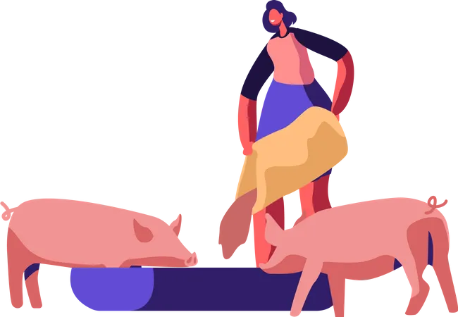 Mulher alimentando porcos colocando grãos no cocho  Ilustração