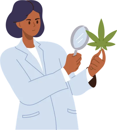 Médica cientista feminina estudando cannabis  Ilustração
