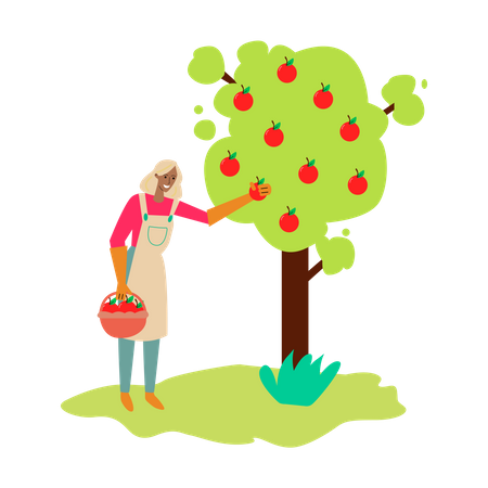 Mulher coletando maçãs da árvore  Ilustração