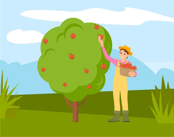Mulher coletando maçãs da árvore  Ilustração