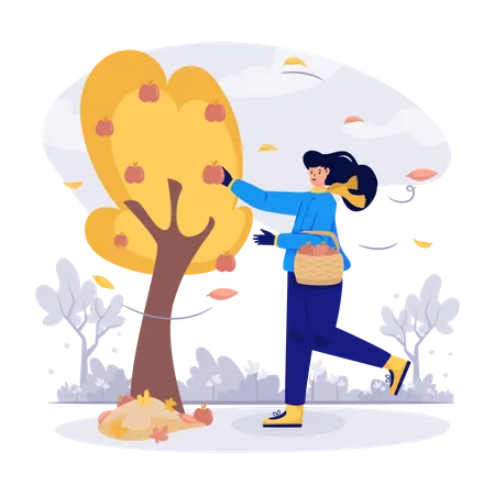 Mulher colhendo maçãs no outono  Ilustração