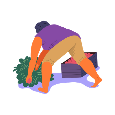 Mulher colocando frutas na caixa  Ilustração