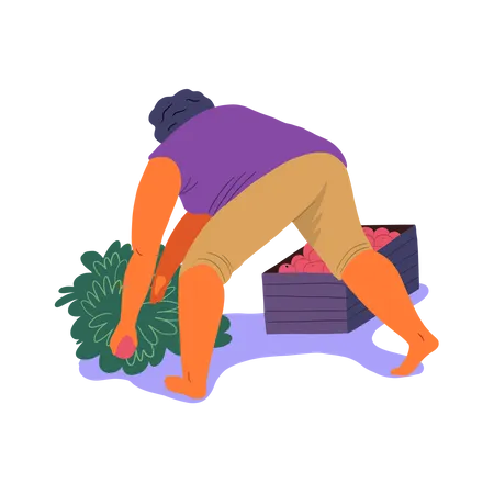 Mulher colocando frutas na caixa  Ilustração