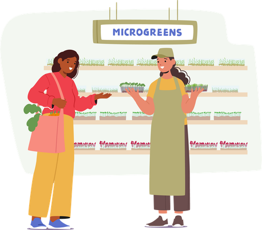 Personagem compradora seleciona cuidadosamente microgreens frescos da seção de produtos do supermercado  Ilustração