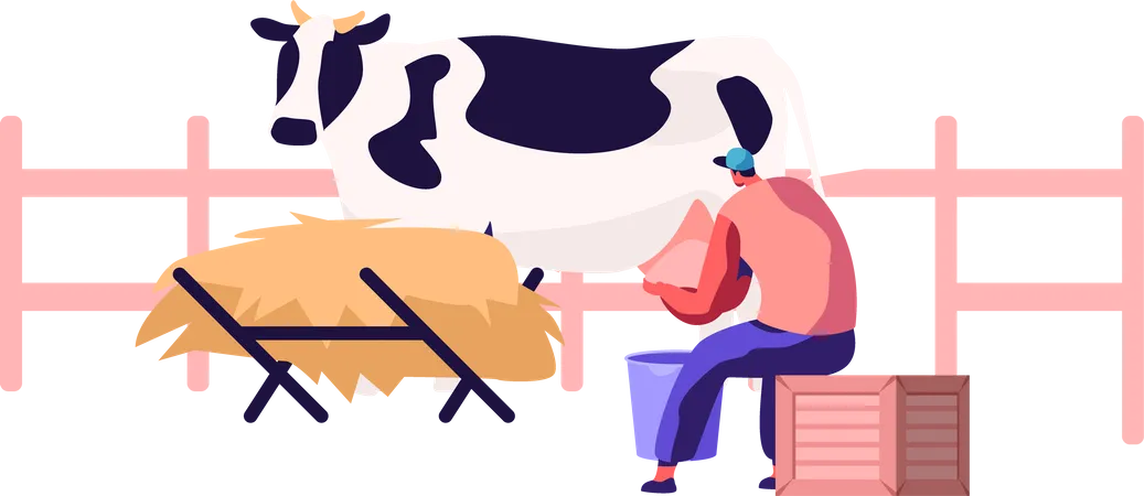 Mulher ordenhando vaca com as próprias mãos  Ilustração