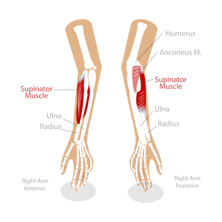 Muscle supinateur  Illustration