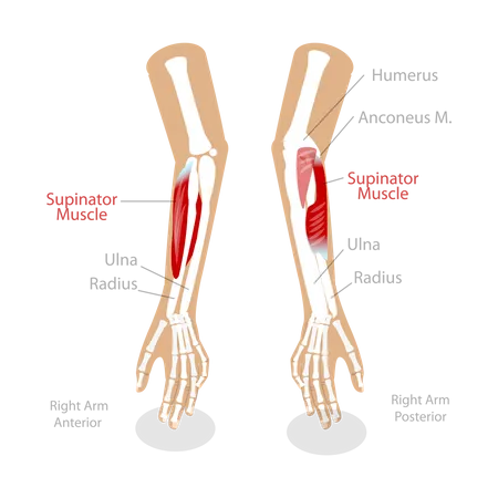 Muscle supinateur  Illustration