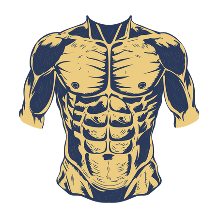 Muscles abdominaux  Illustration