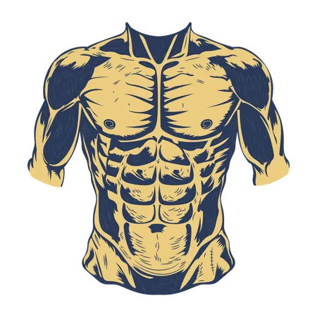 Muscles abdominaux  Illustration