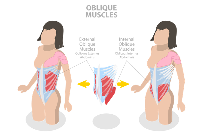 Muscles obliques internes et schéma anatomique  Illustration