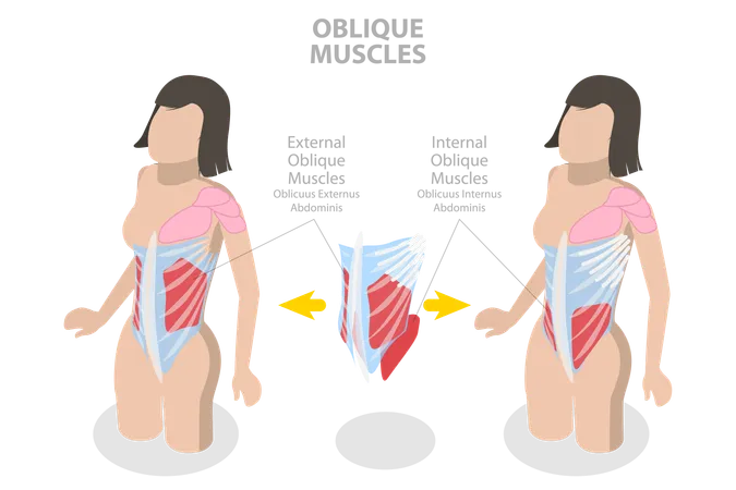 Ilustracion Conceptual De Vectores Planos Isometricos 3 D De Los Musculos Oblicuos Internos Esquema Anatomico Ilustración