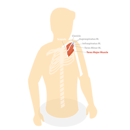 Musculus teres major  Illustration