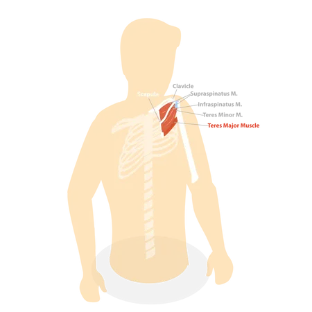 Musculus teres major  Illustration