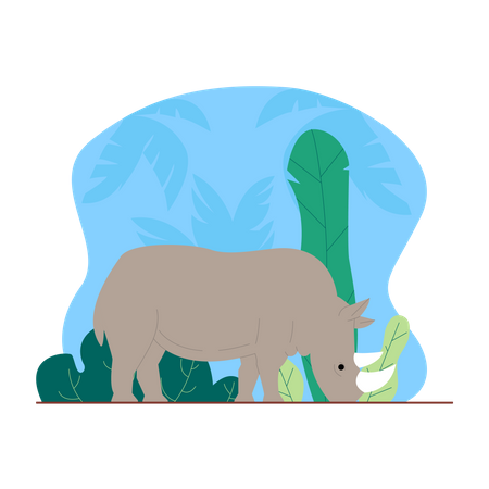 Nashorn  Illustration