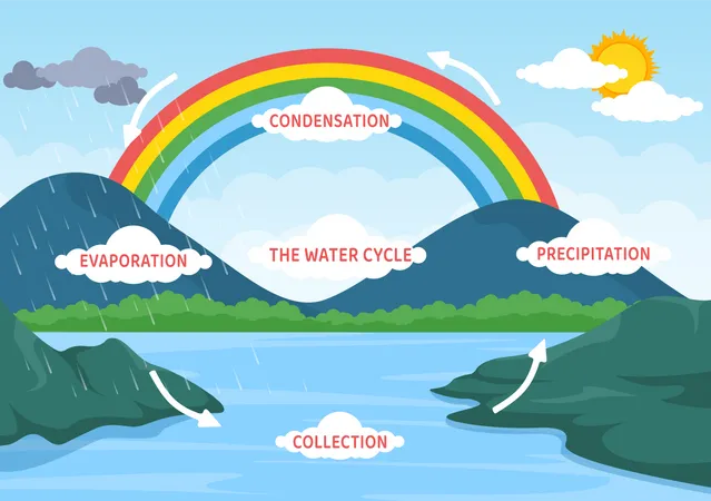 Water Cycle Of Evaporation Condensation Precipitation To Collection In Earth Natural Environment On Flat Cartoon Hand Drawn Template Illustration Illustration