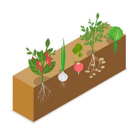 植物の自然な成長過程  イラスト