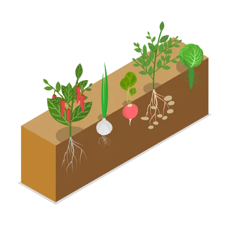 식물 뿌리가 서로 얽혀 있고 식물 발달의 자연적인 과정을 보여주는 3 D 아이소메트릭 평면 벡터 그림 일러스트레이션