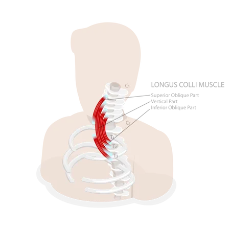 3 D Isometric Flat Vector Conceptual Illustration Of Longus Colli Muscle Neck Anatomy Illustration