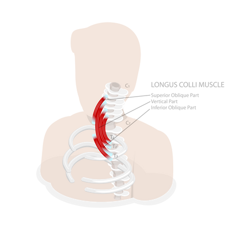 Neck anatomy  Illustration