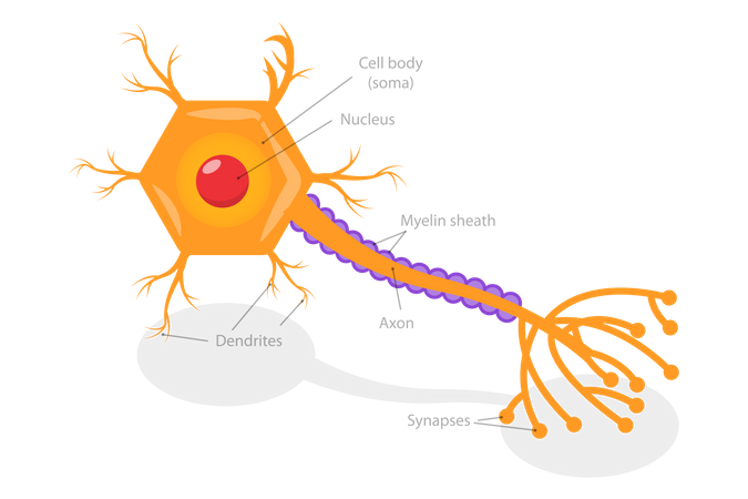 Neurotransmitter Release Mechanism  Illustration