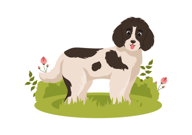 Newfoundland Dog  Illustration