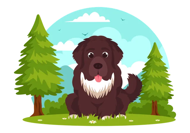 Newfoundland Dog  Illustration