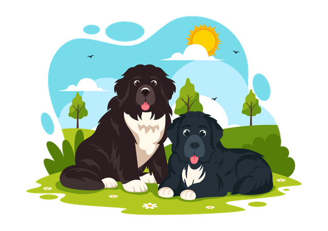 Newfoundland Dog  Illustration