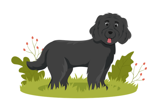 Newfoundland Dog Illustration  Illustration