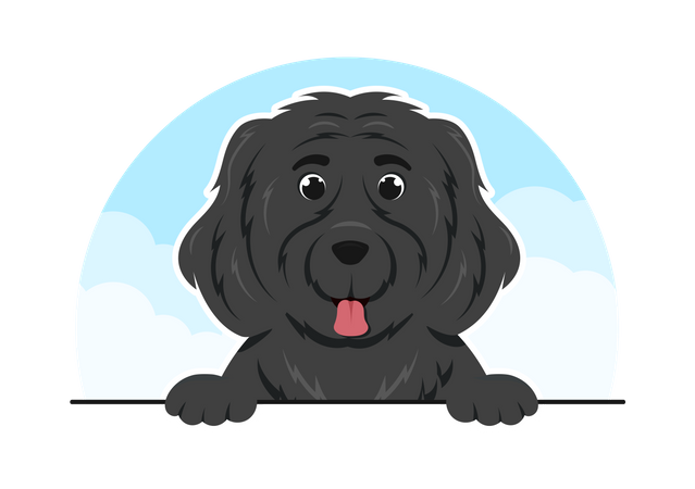 Newfoundland Dog  Illustration