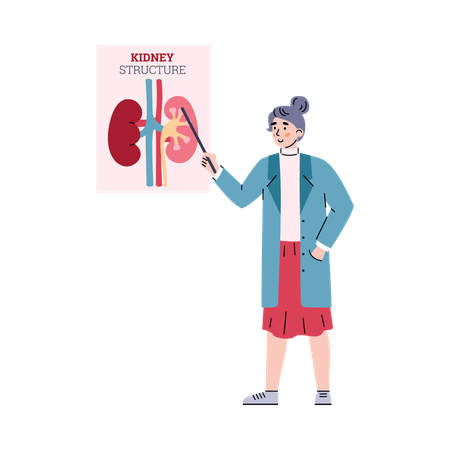 Nierenanatomie mit Arterien- und Venenstruktur des menschlichen inneren Organs  Illustration