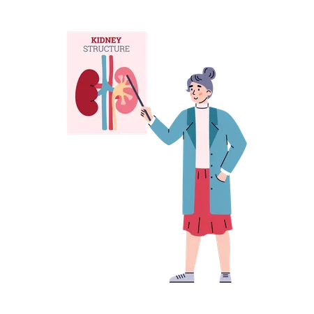 Nierenanatomie mit Arterien- und Venenstruktur des menschlichen inneren Organs  Illustration