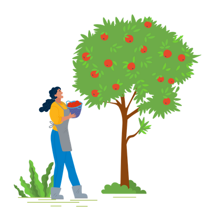 Chica cosechando fruta del árbol  Ilustración