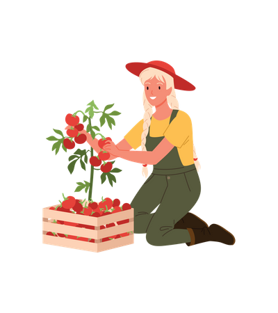 Niña granjera recogiendo tomate  Ilustración