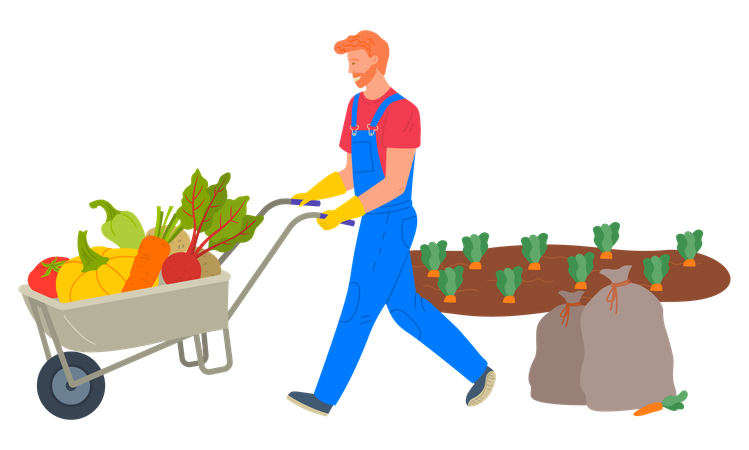 El chico está cargando verduras en el carrito.  Ilustración