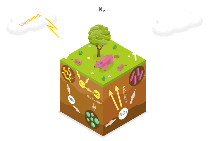 Nitrogen Cycle  Illustration