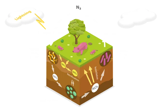 Nitrogen Cycle  Illustration