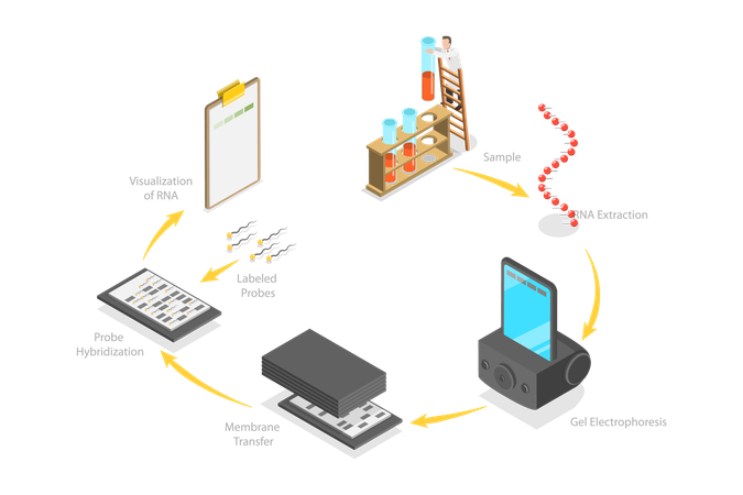 Northern Blot  Illustration