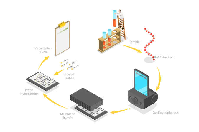 Northern Blot  Illustration