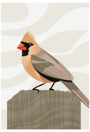 Northern cardinal Illustration